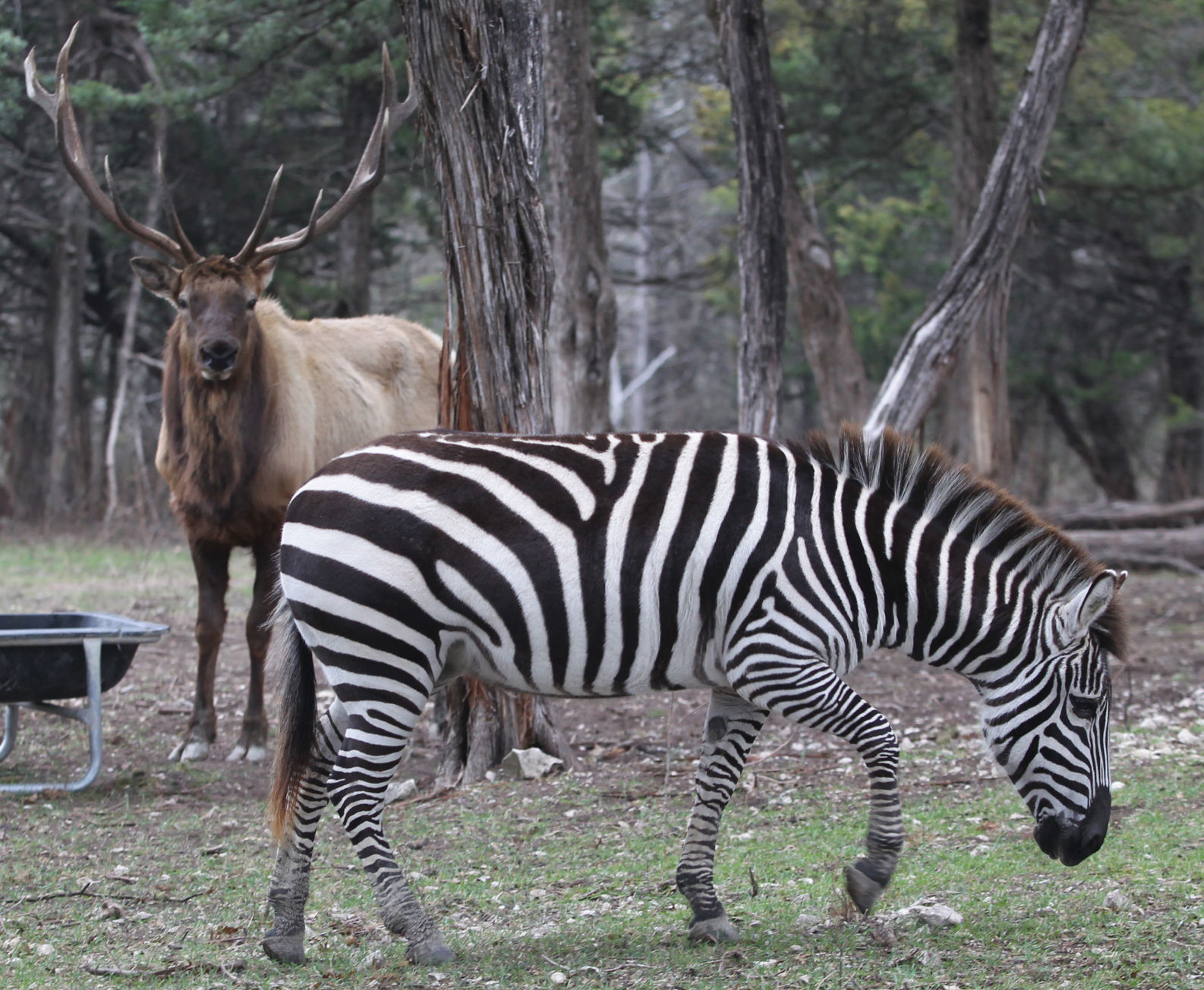 zebraelk.jpg